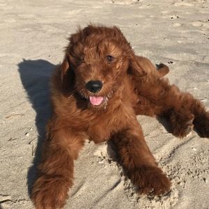 Meet your Posher, Elana